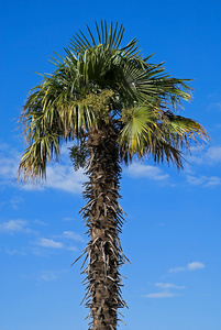 对天空的棕榈树