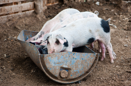 四只小猪吃在谷仓里