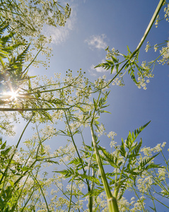 夏天阳光普照的蓝天的白色野花