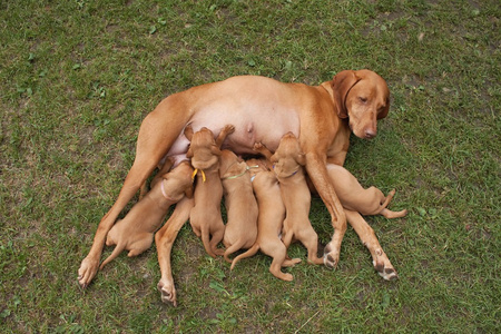 食品 饲料的匈牙利猎犬的小狗 母乳喂养 冲凉的时候
