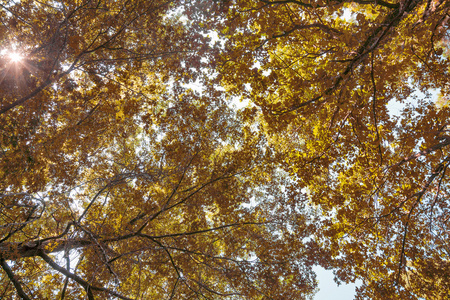 秋天 brightgold 树叶背景