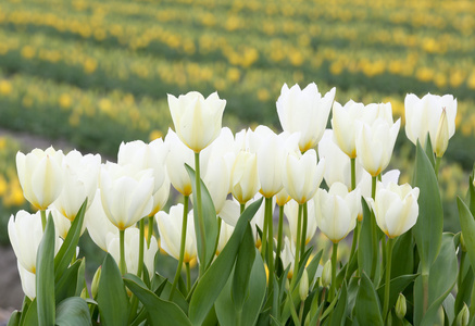 郁金香花