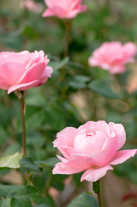 可爱的粉红色玫瑰花卉