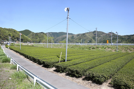 准备好收获早春绿茶农场