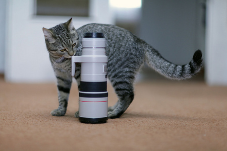 猫和照相机的镜头