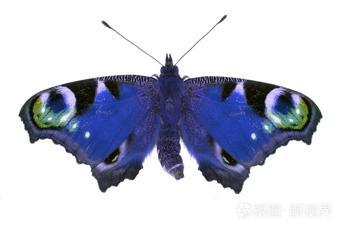 暗蓝色孤立的蛾