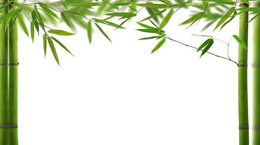 白底绿竹叶半框照片