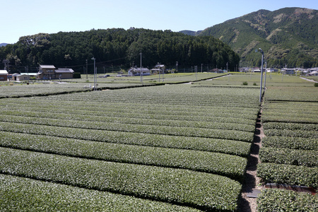 准备好收获早春绿茶农场