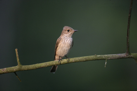 斑的鹟，muscicapa 芨