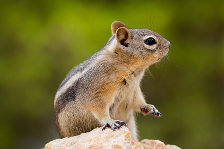 属中型啮齿类动物图片-属中型啮齿类动物素材-属中型