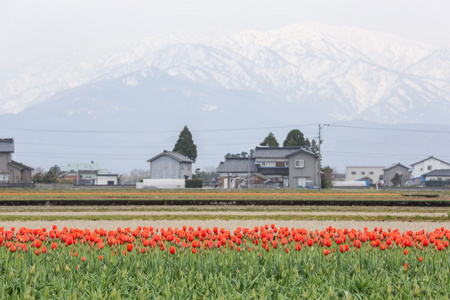 郁金香农场