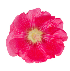 孤立的白色衬底上的粉红色的锦葵属植物花