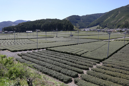 准备好收获早春绿茶农场