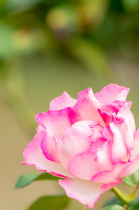 可爱的粉红色玫瑰花卉