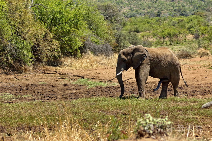 非洲大象在兰斯堡国家公园
