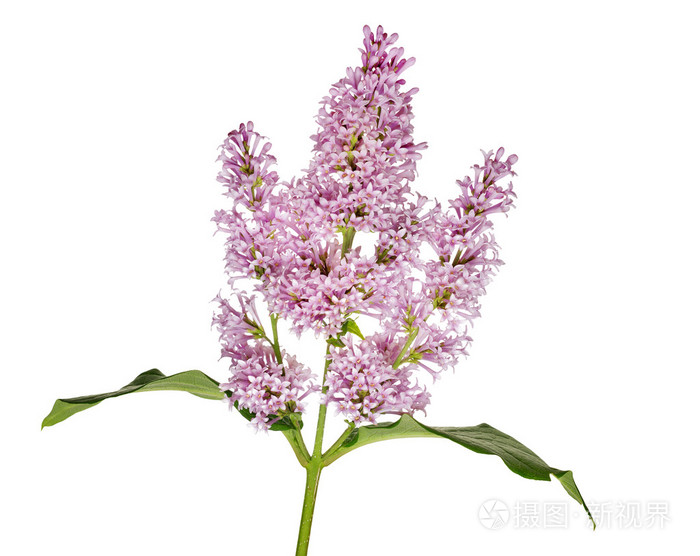 光孤立紫丁香花香枝