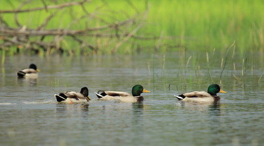 绿头鸭在池塘上