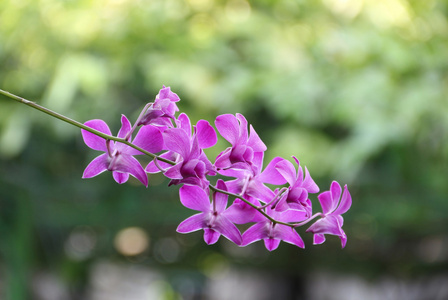 花园里的紫色兰花花