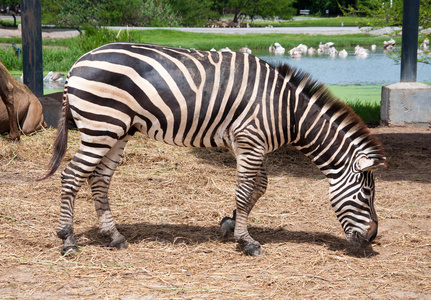 动物园斑马图片