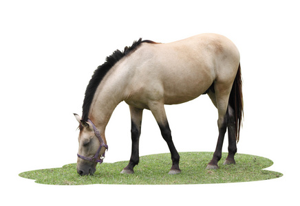 单匹马吃一些草在白色背景上