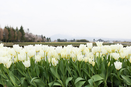 郁金香花