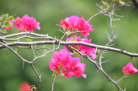 粉色叶子花