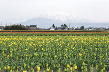 郁金香农场