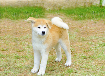 秋田 inu