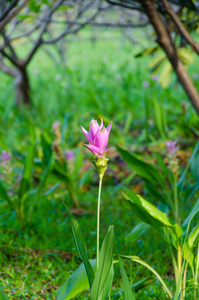 粉红色的暹罗郁金香花在草地上