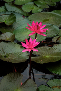 粉红色莲花盛开或池塘里的水中百合花开照片