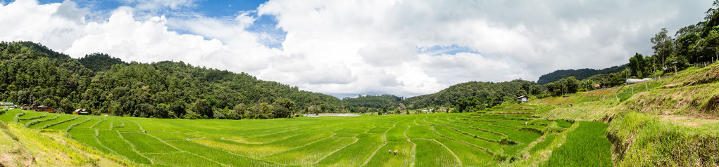 稻田的全景。泰国