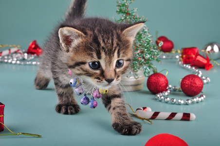 圣诞节的东西之间的小小猫