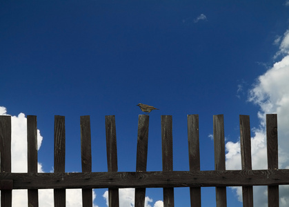 小小鸟坐在木栅栏