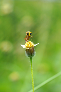 在花上的昆虫的名字 sceliphron spirifex
