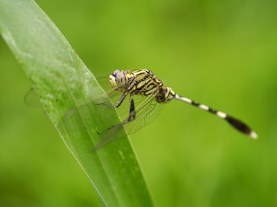 泰国蜻蜓目 蜻蜓，lctinogomphus decoratus