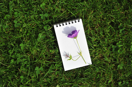 在一块草坪上的紫罗兰花空白笔记本