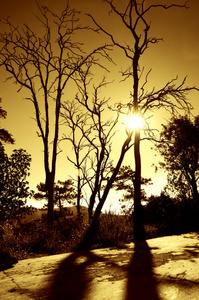日出时的枯树