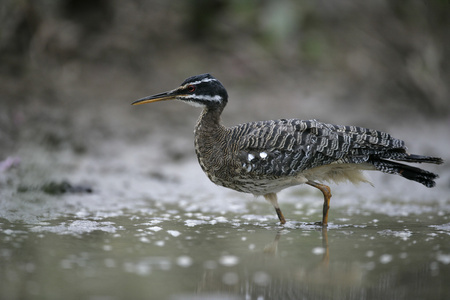 sunbittern，该岩黄连