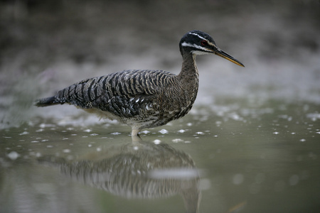 sunbittern，该岩黄连