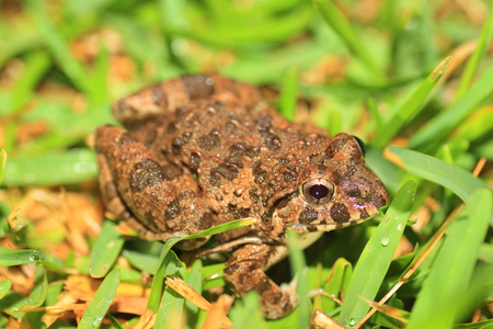 先岛蛙 综述 sakishimensis 在西表岛，日本