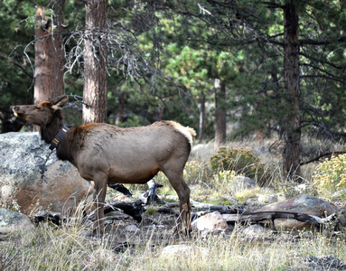 rmnp2100