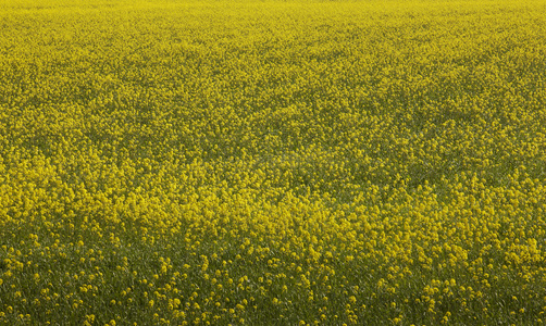 冰岛。黄色的花和绿色的田野