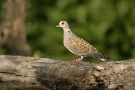 斑鸠，streptopelia turtur