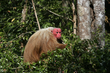 cacajao calvus uakari 猴子