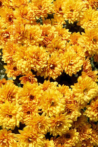 金黄色的菊花盆栽植物的花朵