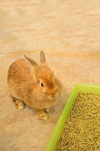 小兔子坐在靠近食品托盘图片