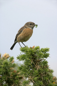 stonechat，该岩黄连