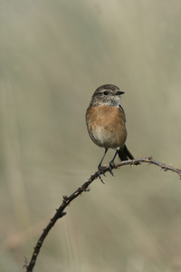 stonechat，该岩黄连