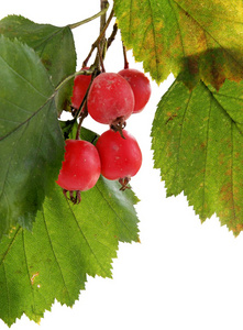 红色浆果的山楂树在秋天
