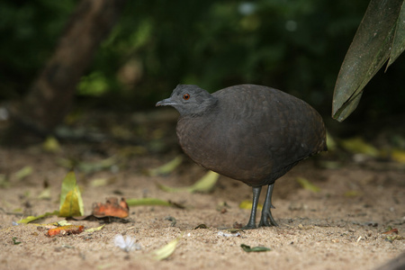 起伏的 tinamou，crypturellus 高